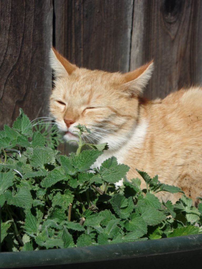 Eine Katze liegt mit der Nase in einer Katzenminze-Pflanze.
