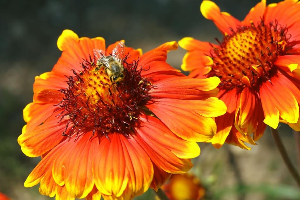 Auf einer Kokardenblüte sitzt eine Honigbiene.