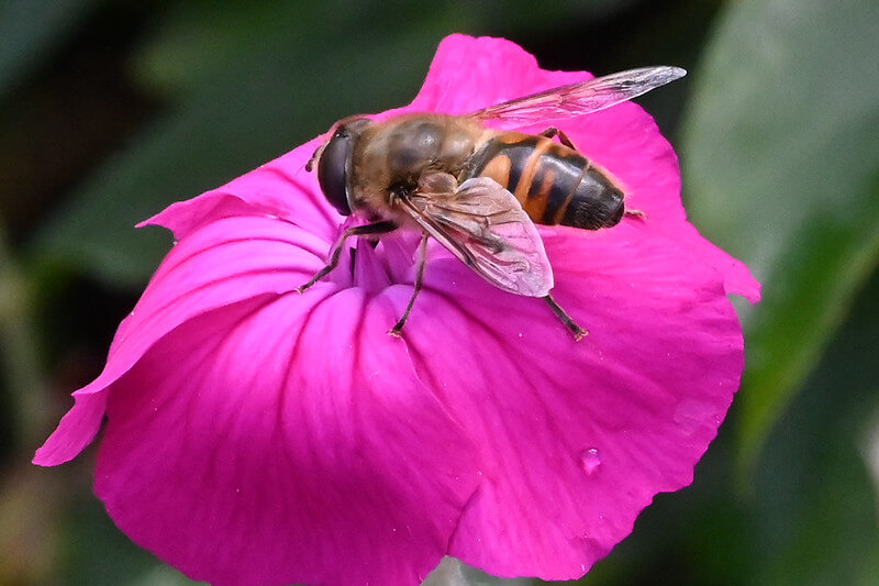 Eine Schwebfliege (Syrphidae) sitzt auf einer Lichtnelken-Blüte.