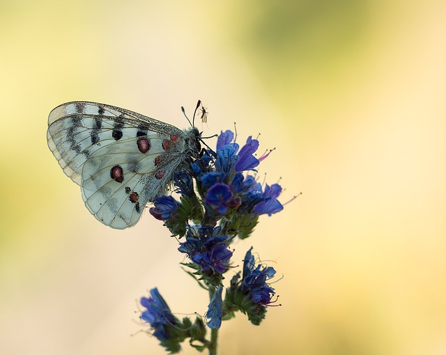 Auf einer Natternkopf-Blüte sitzt ein prächtiger weißer Schmetterling mit braunen und schwarzen Punkten.