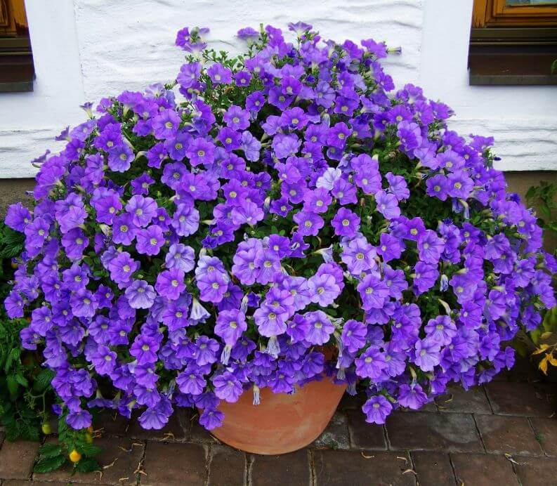 Eine prächtige Petunie mit blauvioletten Blüten im Tontopf am halbschattigen Standort.