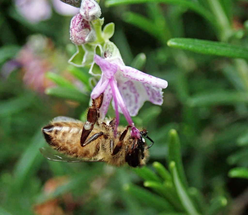 An einer Rosmarin-Blüte hängt eine Biene mit dem Kopf nach unten.