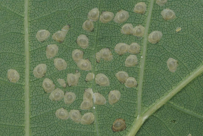 Schildläuse auf einer Blattunterseite im Großformat
