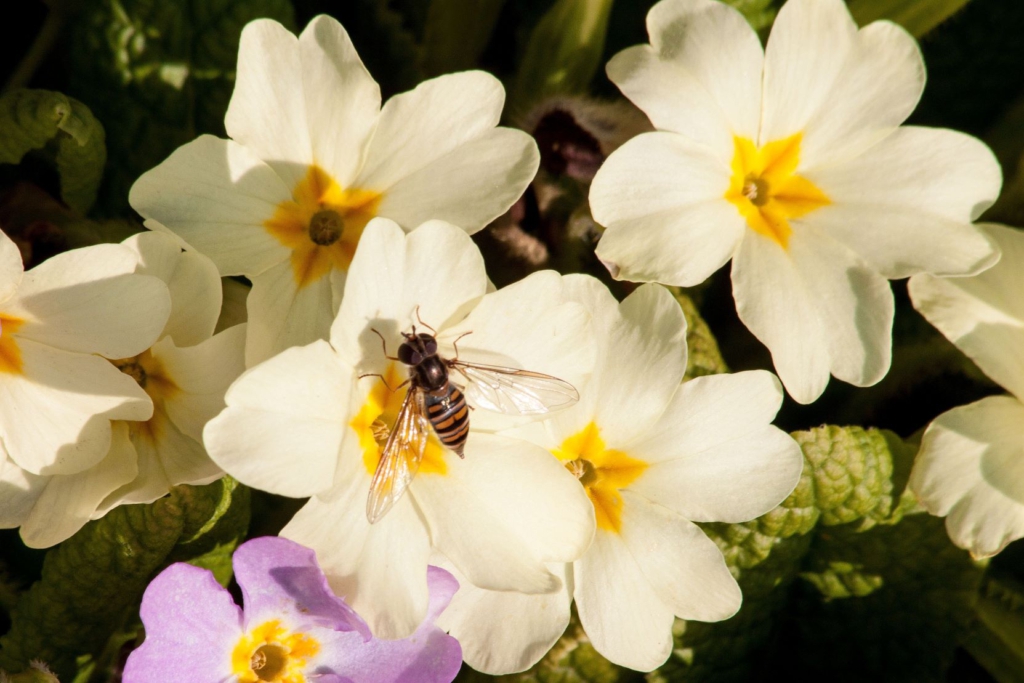 Weiße Primel-Blüten mit gelbem Auge und eine Wespe mittendrin.