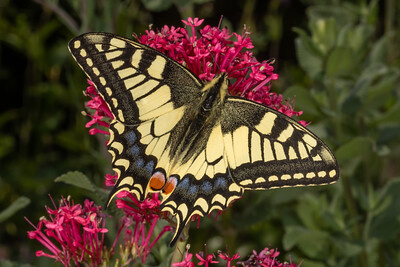 Ein prächtiger Schwalbenschwanz Schmetterling sitzt auf einer Spornblume.