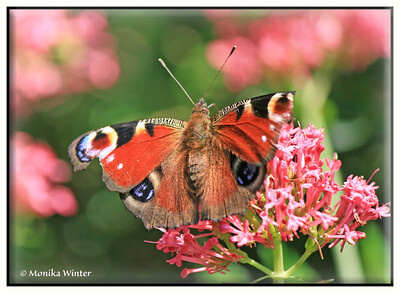 Ein Tagpfauenauge Schmetterling sitzt auf einer Roten Spornblume.