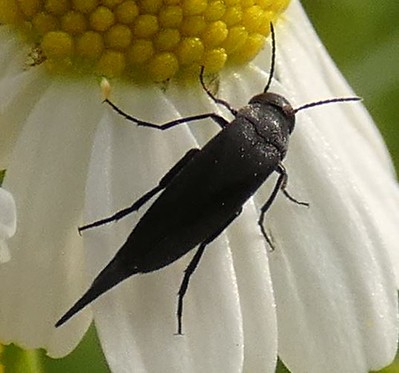 Ein Stachelkäfer sitzt auf einer Blüte.