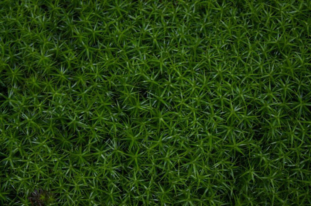 Ein dichter, grüner Sternmoos-Teppich