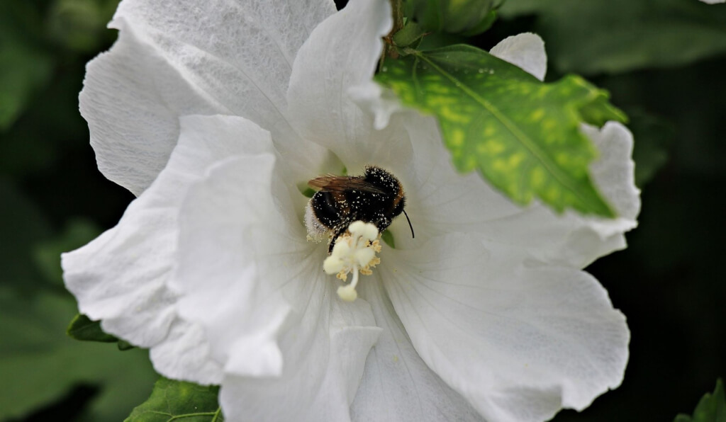 In einer weißen Stockrosenblüte sitzt eine dicke Hummel übersät mit Pollen.