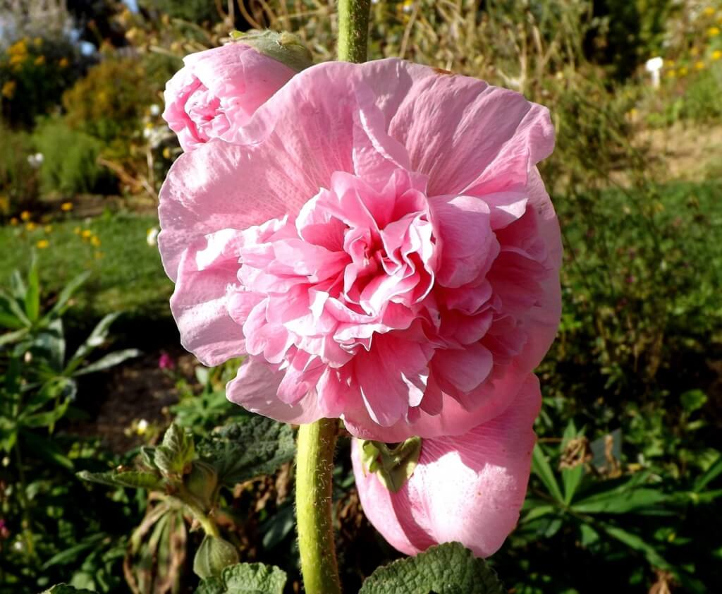 Eine üppig gefüllte, rosafarbene Stockrosenblüte bar jeglichen Nektars oder Pollen