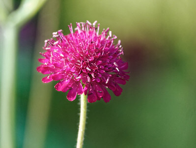 Eine weinrote Witwenblumen-Blüte in Nahaufnahme