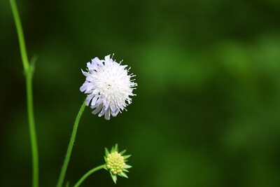 Eine weiße Witwenblumen-Blüte.
