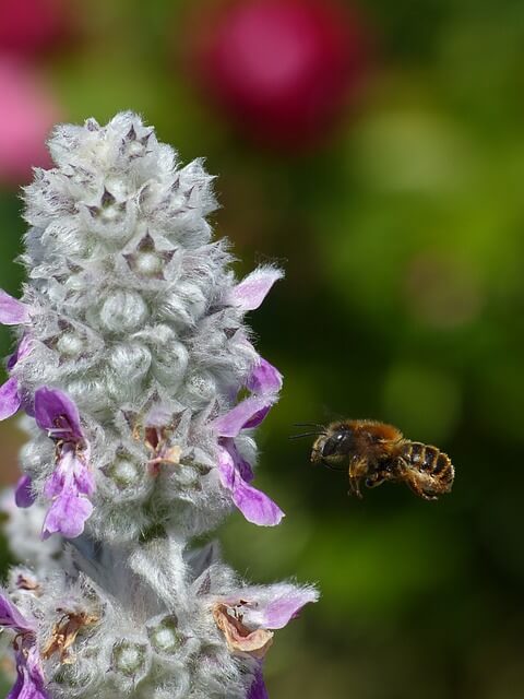 Eine Wildbiene im Anflug auf eine Wollziest-Blüte.