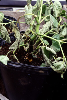 Eine Topfpflanze mit Wurzelfäule (Pythium)