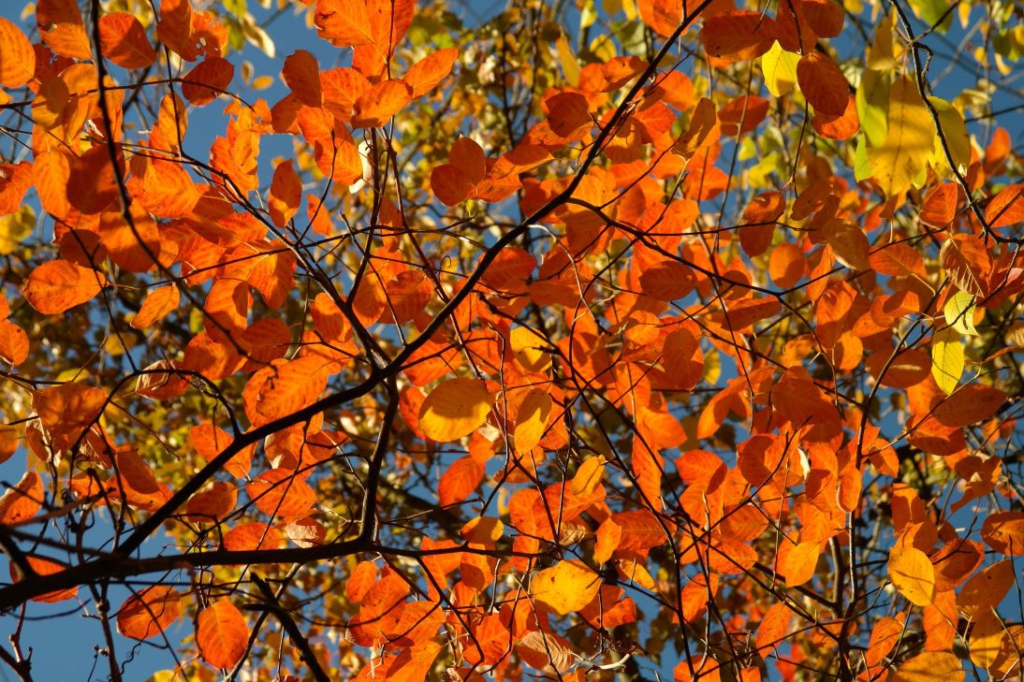 Gelborange Herbstfärbung einer Felsenbirne