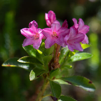 Ein endständiger Blütenstand der Alpenrose