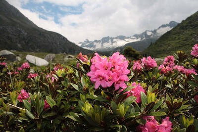 Rostblättrige Alpenrose vor einer Bergkulisse.