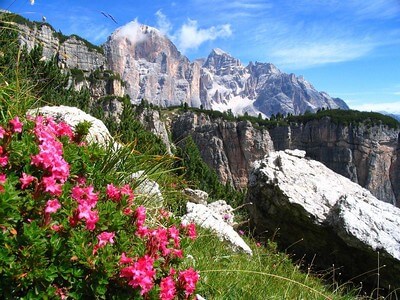 Alpenrose vor einer Bergkulisse.