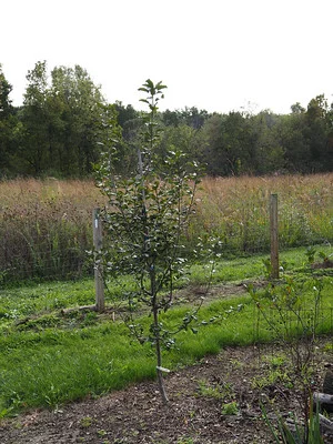 Säulen Apfelbaum, Malus domestica, im Garten