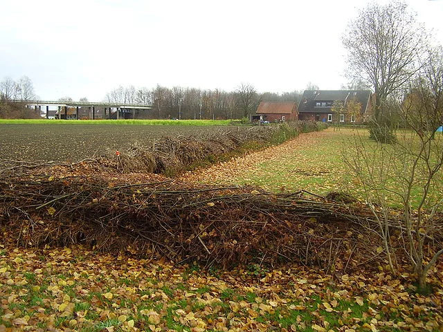 Große Benjeshecke im Feld, neu angelegt