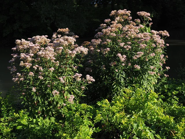 blühender Blumen-Dost, Origanum, im Beet