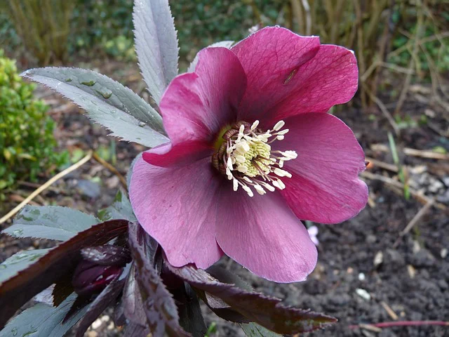 Helleborus orientalis mit dunkelroter Blüte