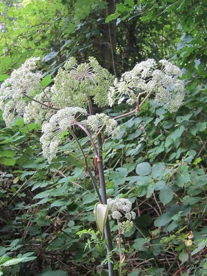 Großer Blütenstand von angelica sylvestris im Wald