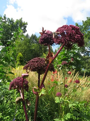 Rote Engelwurz mit vier Blüten im Garten