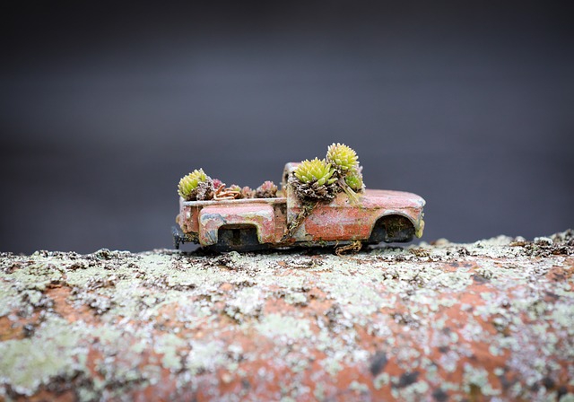 Ein altes Spielzeugauto mit winzigen Fetthennen steht auf einem Ast.