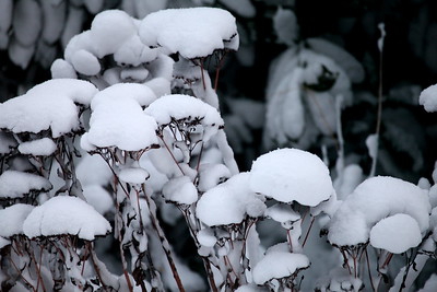 Hohe Fetthennen mit verwelkten Blütenständen im Schnee.