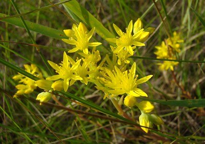 Nahaufnahme von gelben Tripmadam-Blüten im Gras