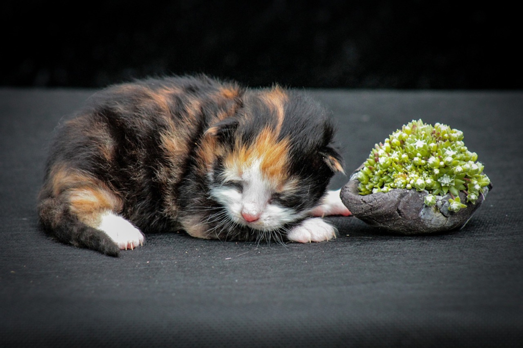 Ein junges Kätzchen liegt neben einer kleinen Schale mit Fetthenne.
