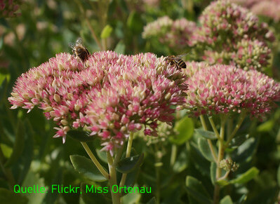 Die rosaroten Blüten einer Hohen Fetthenne mit zwei Bienen.