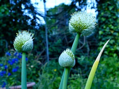 Drei weiße Blüten einer Knoblauchpflanze