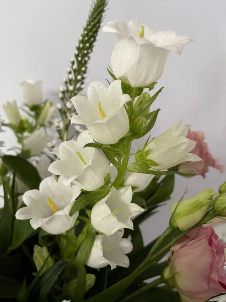 Weiße Polsterglockenblumen als Blumenstrauß