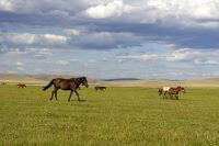 Die Prärie Mittelamerikas mit wilden Pferden und weiten Graslandschaften.