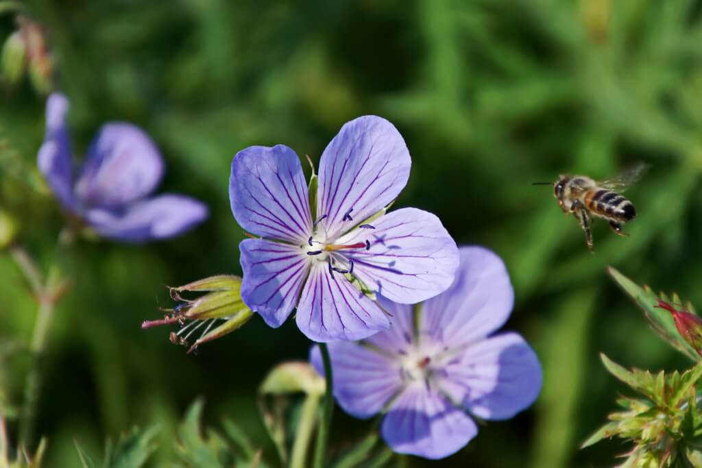 Auf eine hellblaue Storchschnabel-Blüte fliegt eine Biene zu.