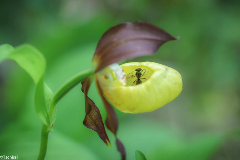 Nahaufnahme einer Gelben Frauenschuh Blüte mit einem gefangenen Insekt in der Kesselfalle.