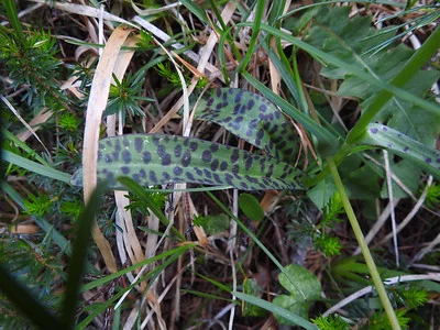 Die gefleckten Blätter von Gefleckten Knabenkaut, Finger Fleckenwurz