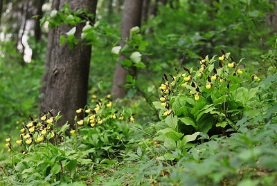 Mehrere Horste Gelber Frauenschuh gedeihen im Waldboden.