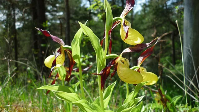 Nahaufnahme der Blüten von Gelber Frauenschuh