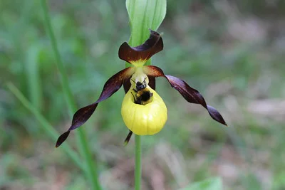 In der Blüte von Gelber Frauenschutz ist eine Hummel gefangen und klettert gerade heraus