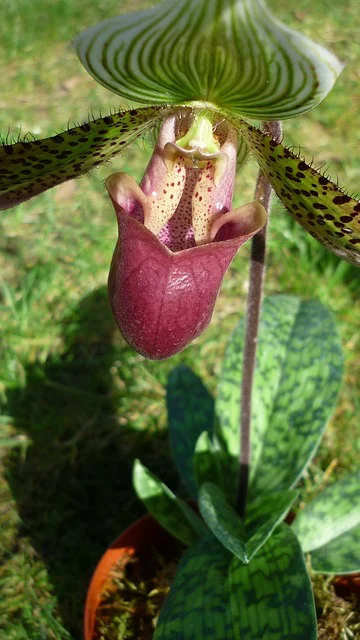 Großaufnahme einer Blüte von Gesprenkelter Frauenschuh