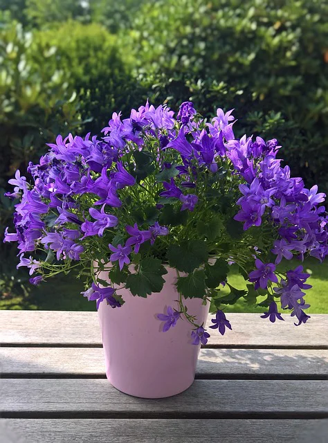 Blau blühende Glockenblume im rosafarbenen Topf