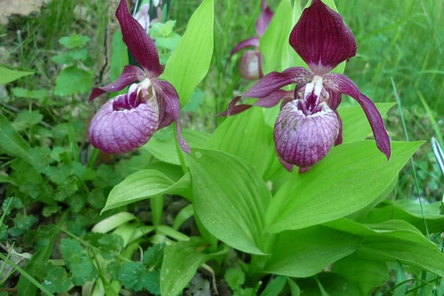 2 dunkelrote Blüten von Großblütiger Frauenschuh