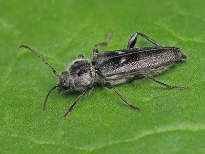 Hausbock Hylotrupes bajulus sitzt auf einer grünen Unterlage