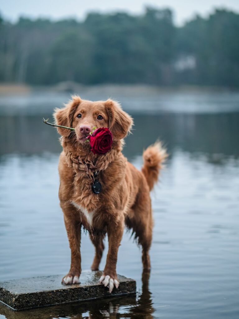 Ein Hund trägt eine rote Rose im Maul und steht am Rand eines Sees.