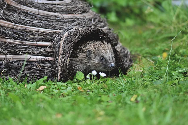 Igel schaut heraus aus seinem Winterquartier aus Holz