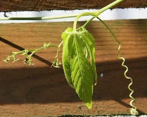 Nahaufnahme von Jiaogulan Blatt