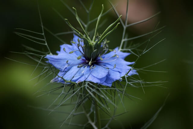 Die blaue Blüte einer Jungfer im Grünen mit aufrechten Staubbeuteln